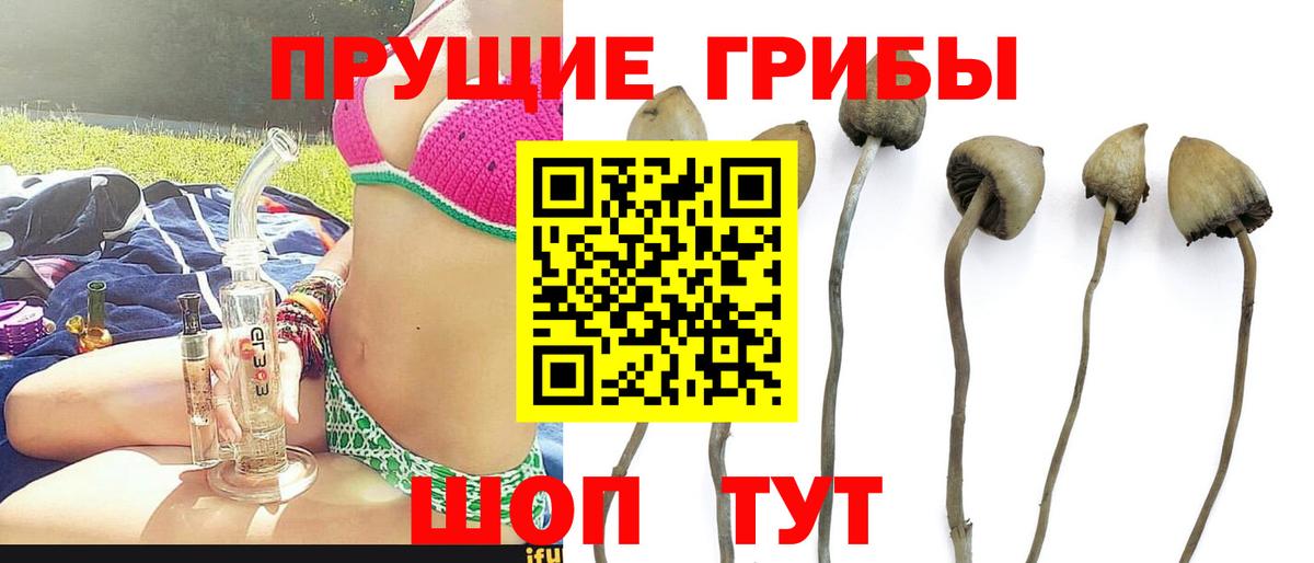 Протвино  Галлюциногенные грибы Psilocybine cubensis  наркота  Вход с VPN 